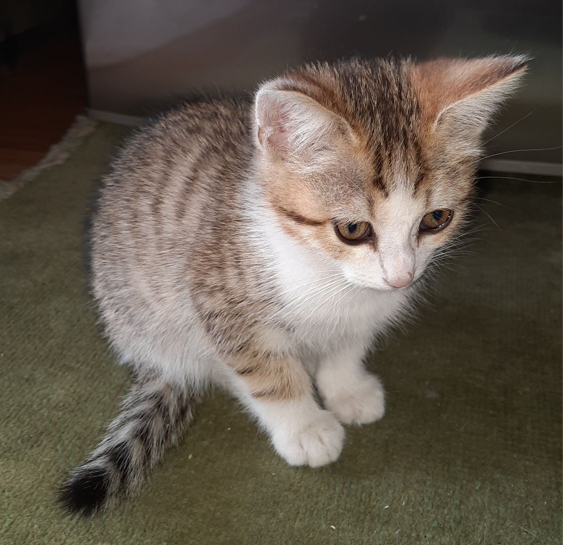 Котенок ищет дом!!!