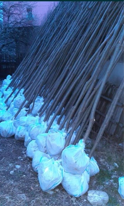 Mesteacan alb bentula 2m - 7m livare oriunde in tara