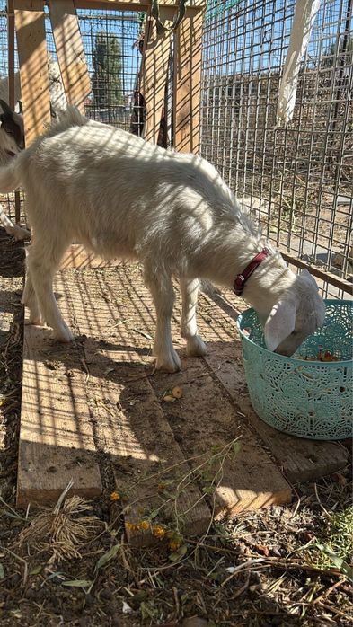 Козлёнок 2 месяца