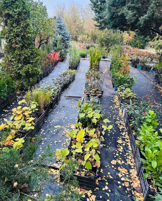 Овощни дървета, плодни храсти и лозички - Fruithome Плевен