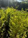 Tuia occidentalis BRABANT