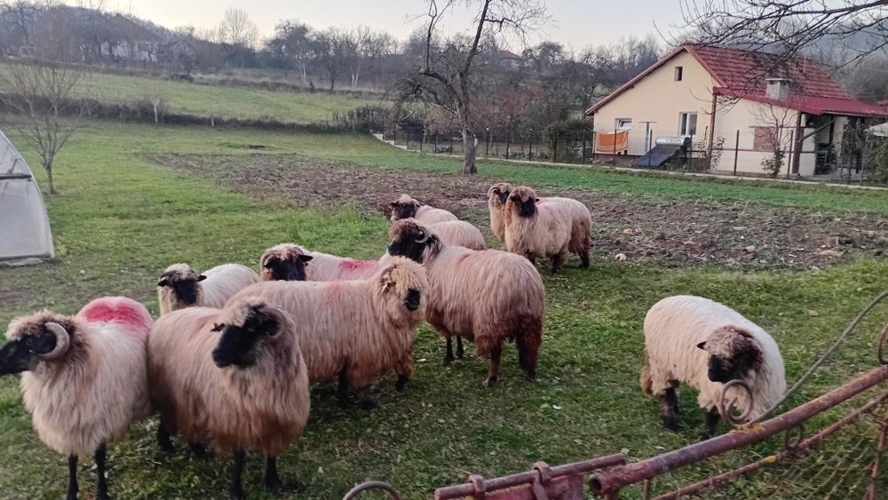 De vazare oi bucalai