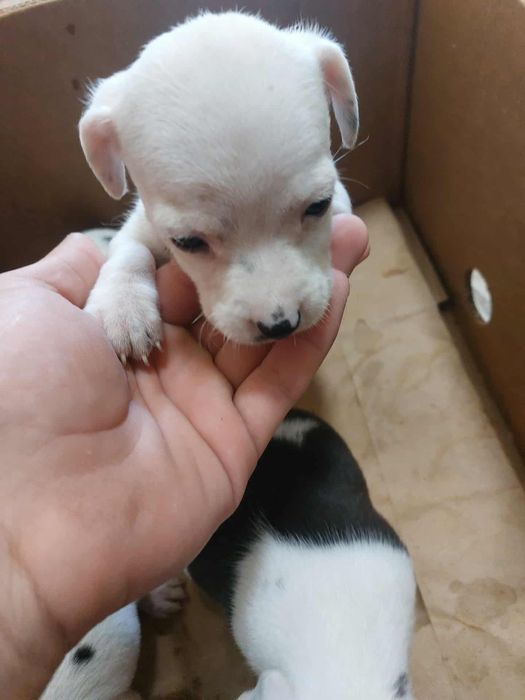 Малки питбулчета