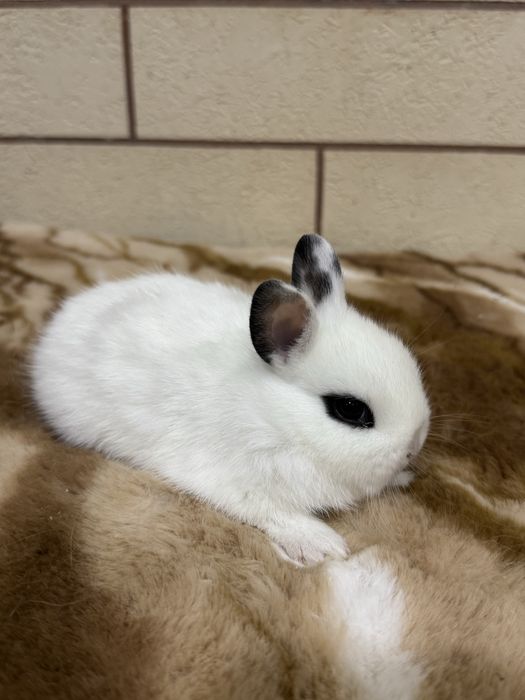 Karlik dekarativ quyon bolalari