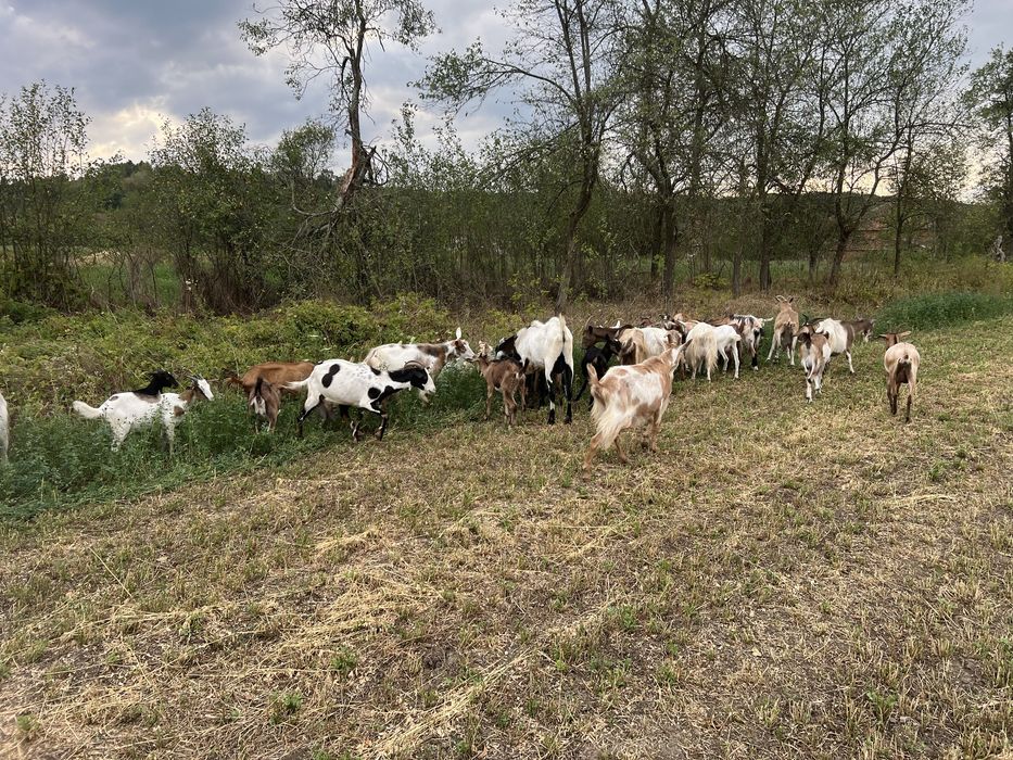 Schimb cu vaca capre si iede (metis anglo )