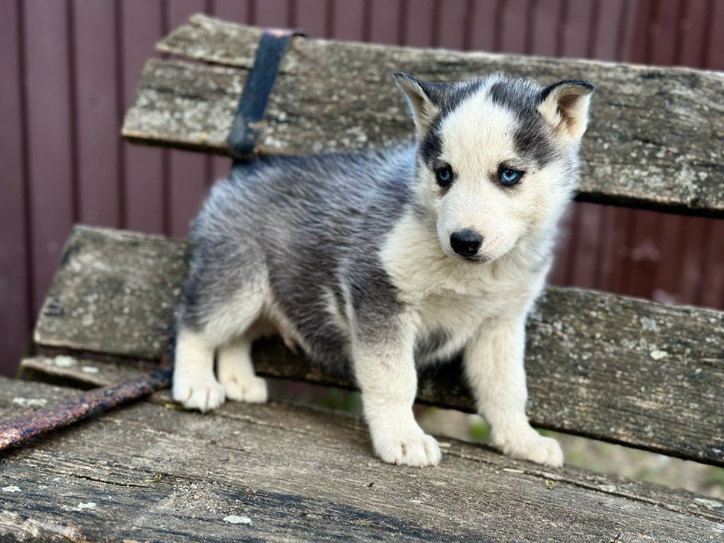 Pui Husky siberian-mascul!