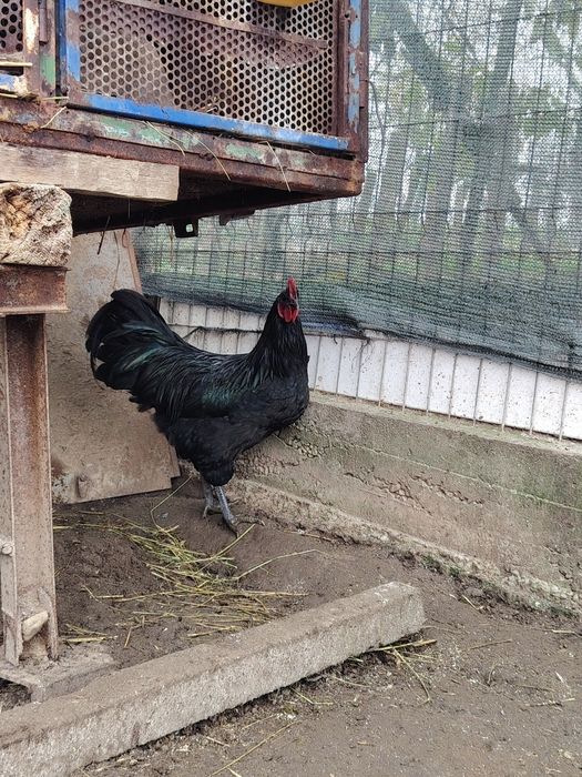 Vând cocos australorp
