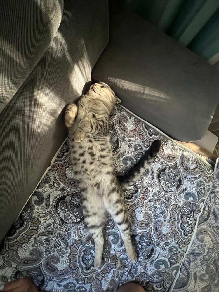 Продается кот по имени Флоу