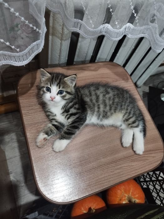 Отдам Котёнка, КОТ