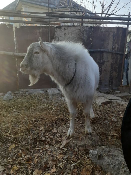 Козёл породистыи занненской породы вяска 5 000 тнг