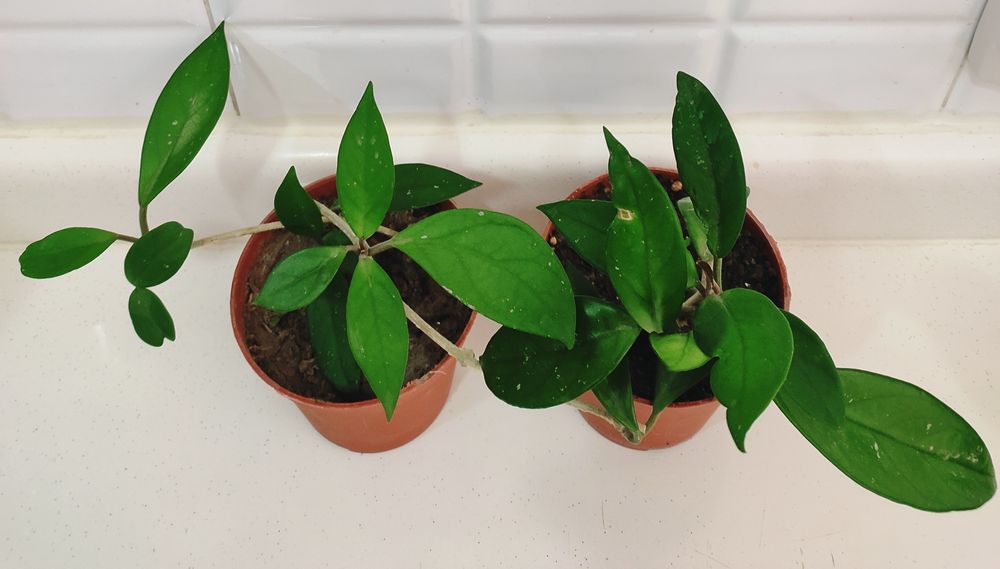 Продаются цветы ,хойя карноза,хлорофитум, каланхоэ,циперус.