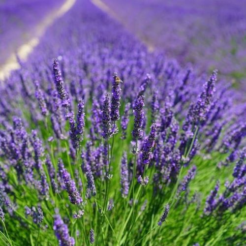 Lavanda La Ghiveci
