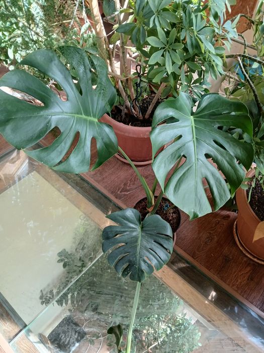 Продам комнатные цветы