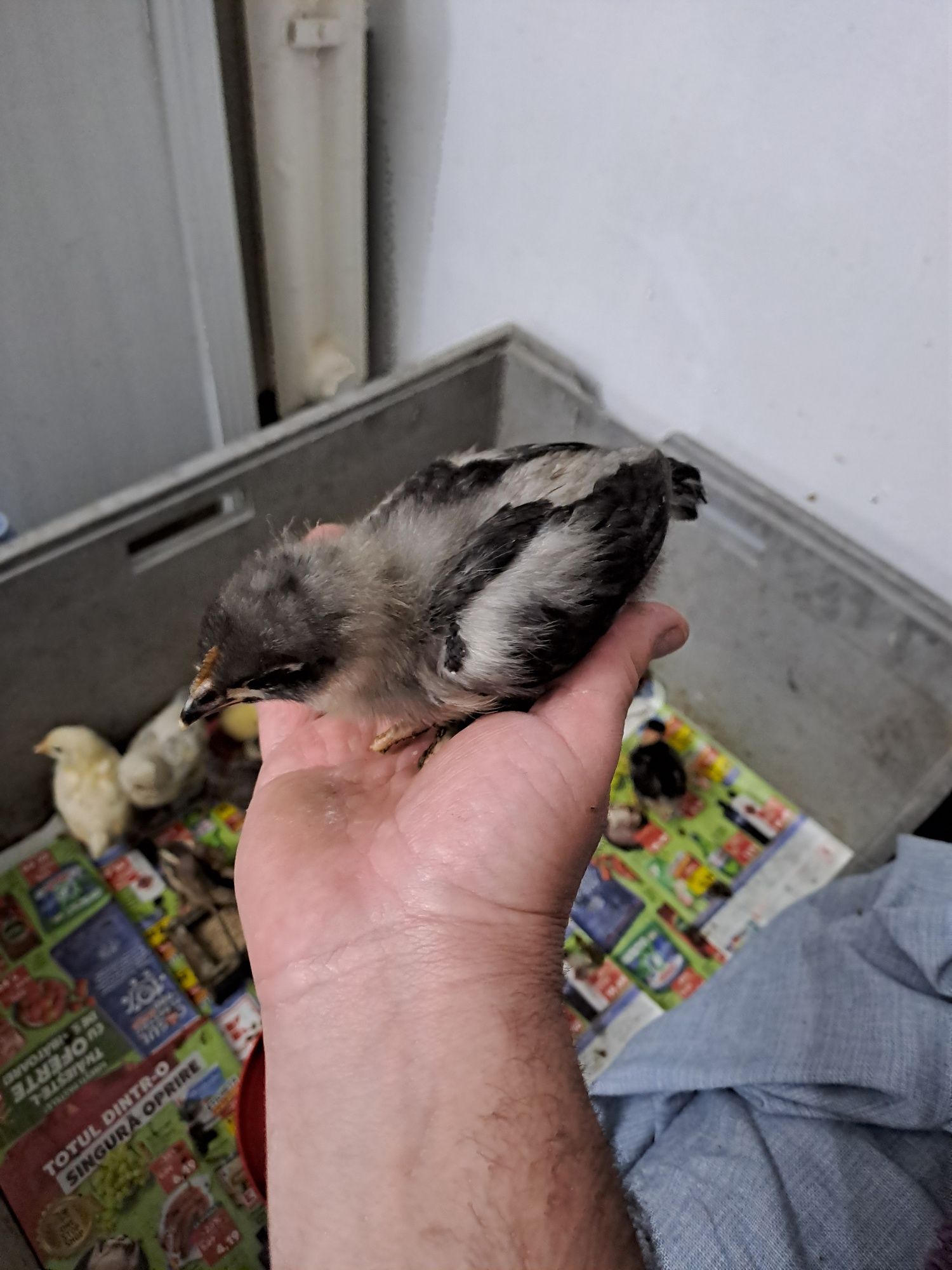 Pui Australorp si Phoenix