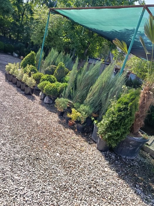 Gazon archa dekarativ gullar