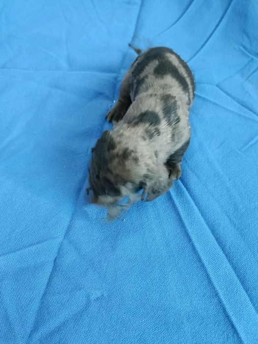 Teckel mini arlequin merle tekel mini pitic blue eyes ochii albastrii