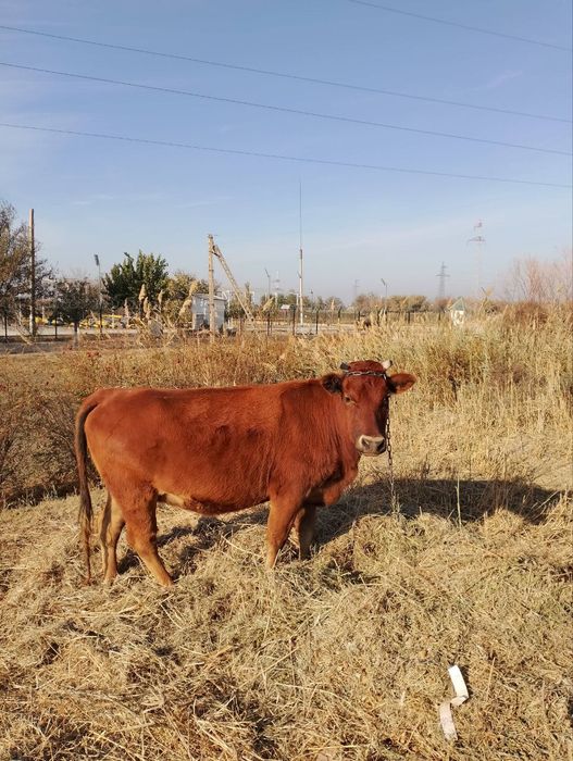 Бугоз 1 корин гуножин тук бугоз