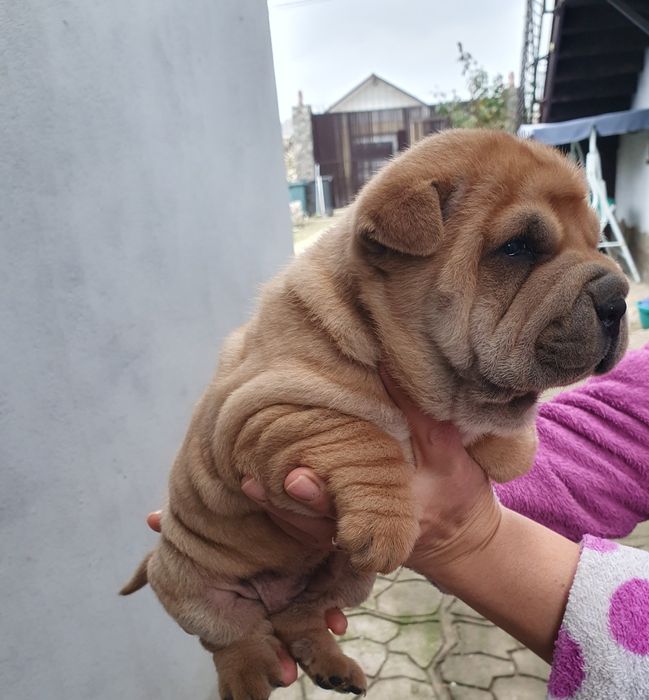 Catel   Shar pei