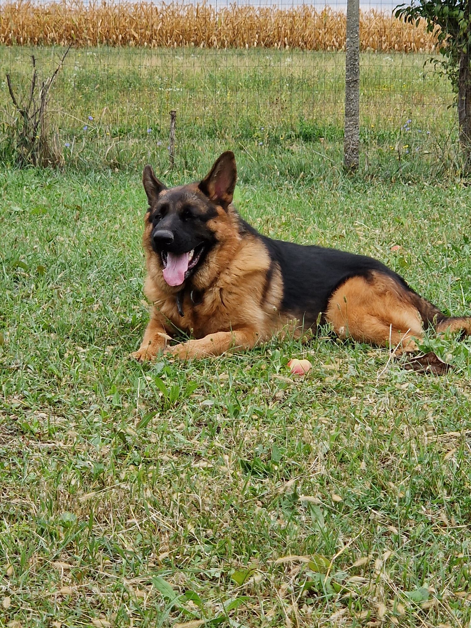 Ciobanesc German