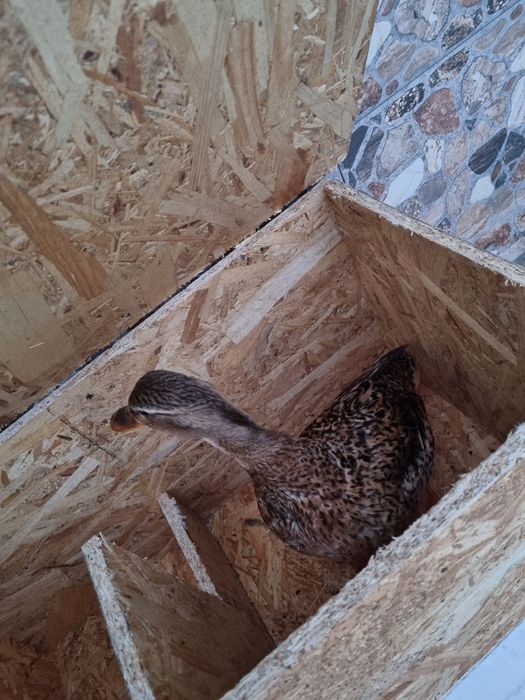 Cuibare rațe sălbatice