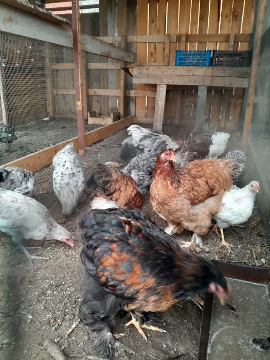 Vand gaini diferite rase!!!