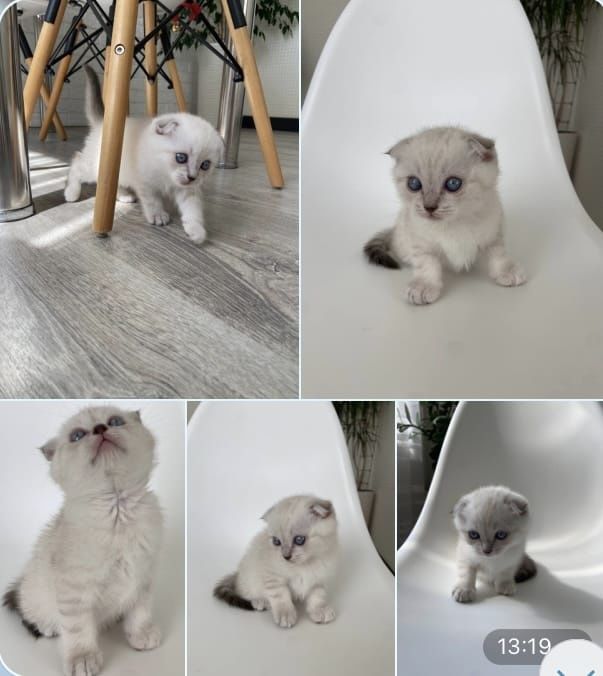 Scottish straight și scottish fold  color  și tabby.