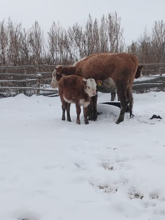 Продам телку с теленком