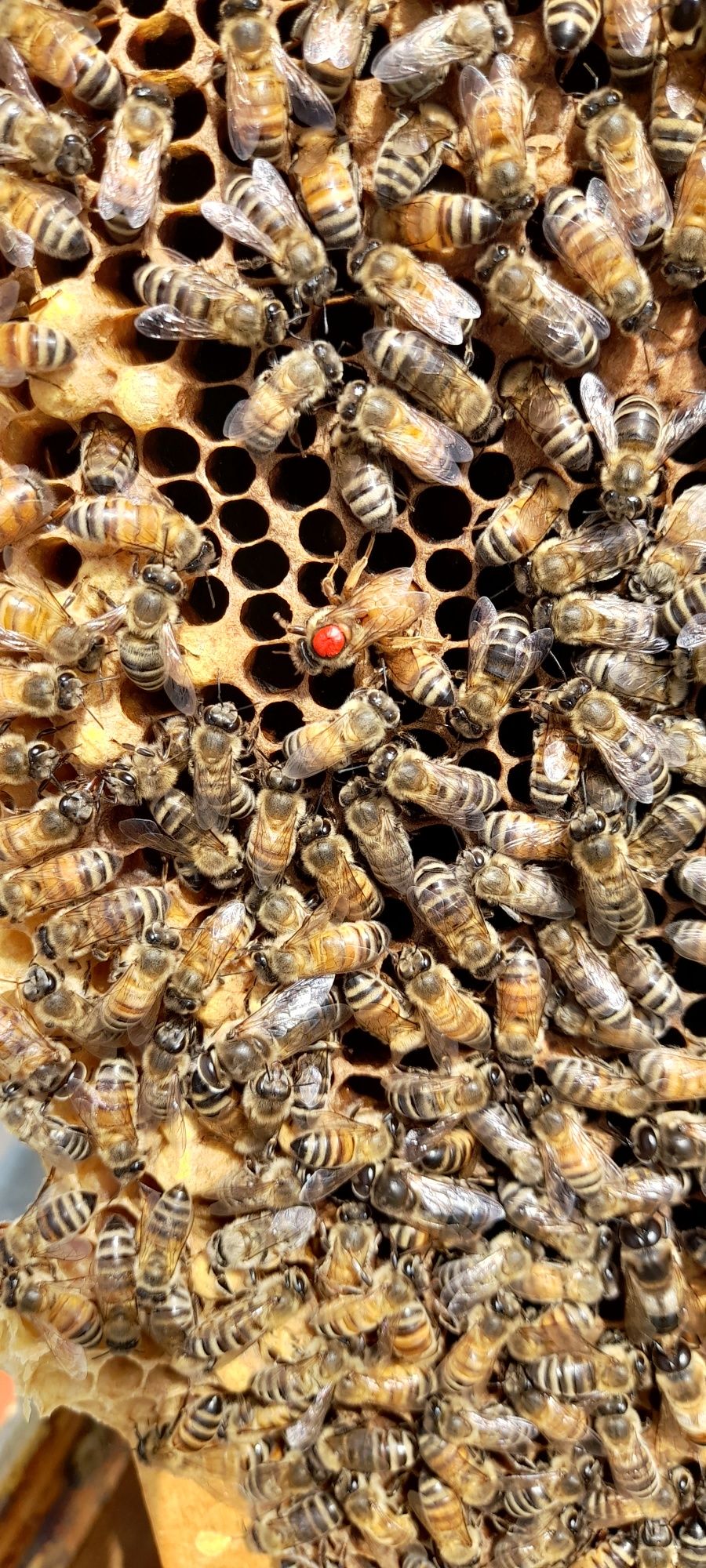 Familii albine foarte productive