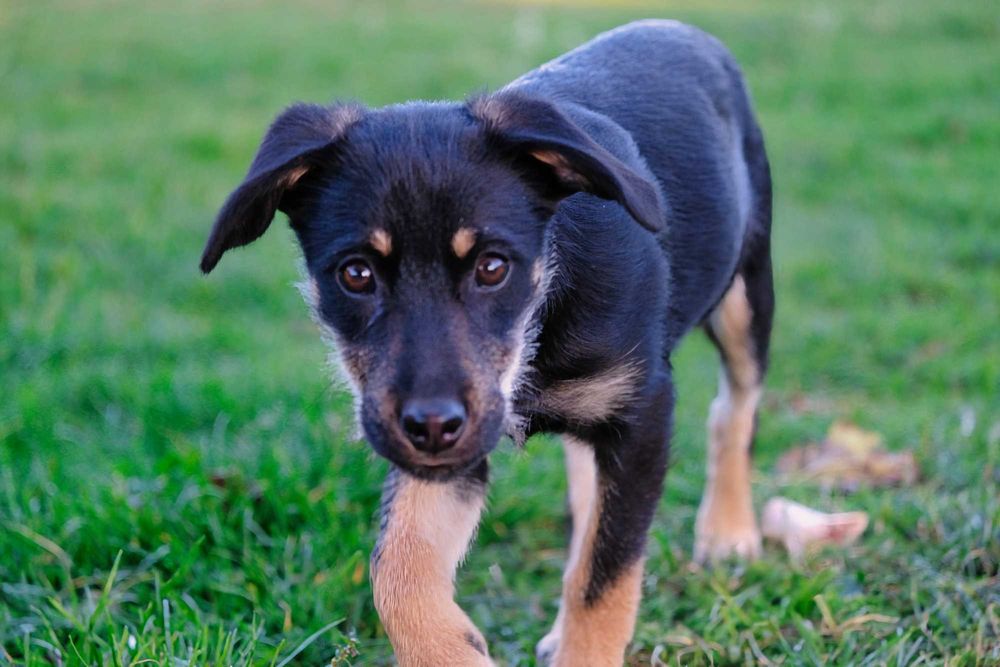 Ofer spre adopție cățelusă 4 luni metis terrier