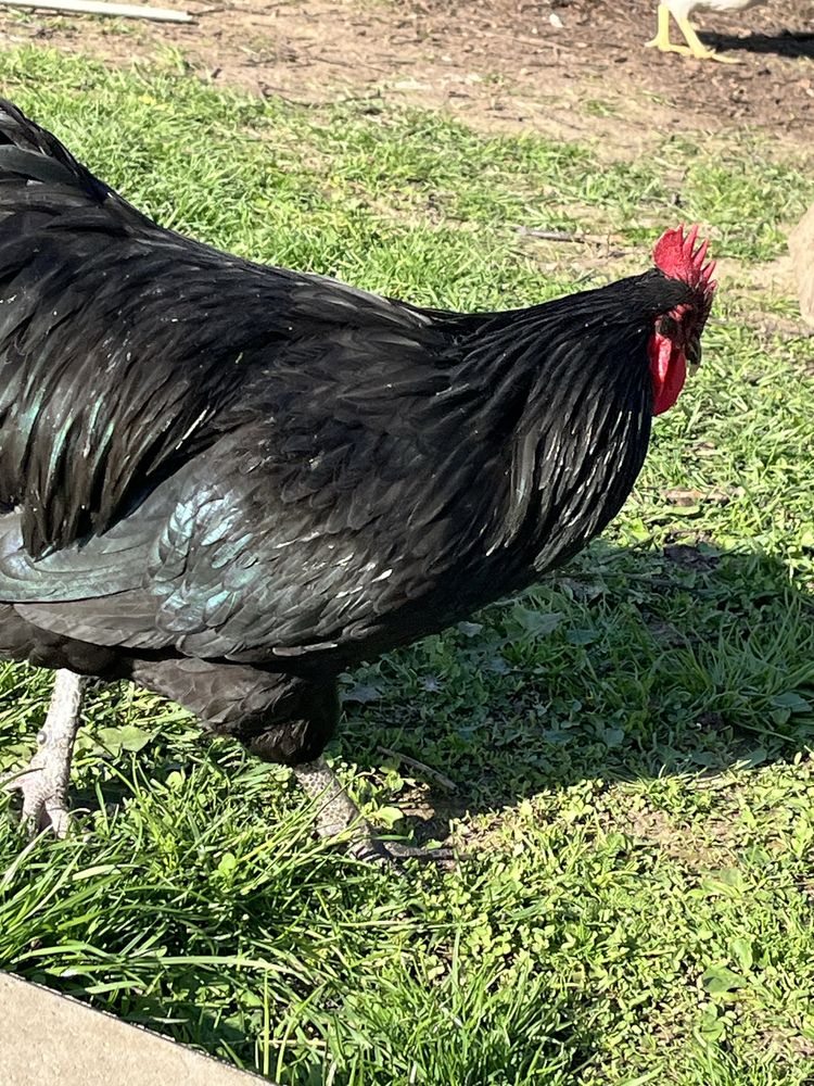 Vand cocos rasa Australop,1 jumate