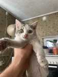 Отдам кошешку тоехцветную