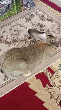 Кролик , породы Фландер