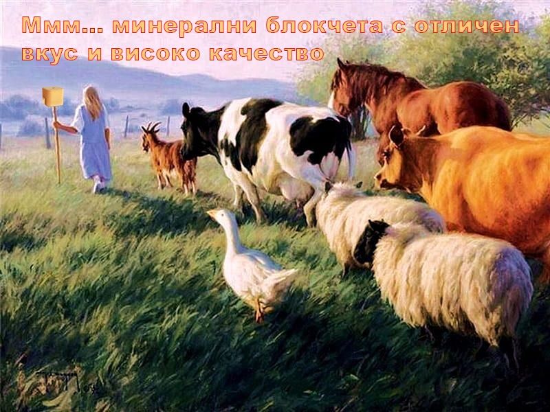 Минерални блокчета за преживни и коне