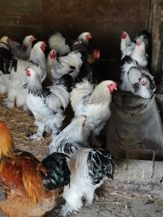 Vând cocoși brahma hd