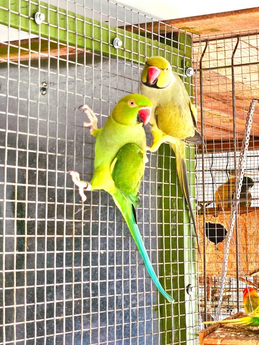 Pereche matura Marele Alexandru China ,Micul Alexandru