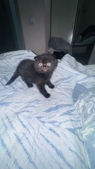 Котенок вислоухий  шотландец