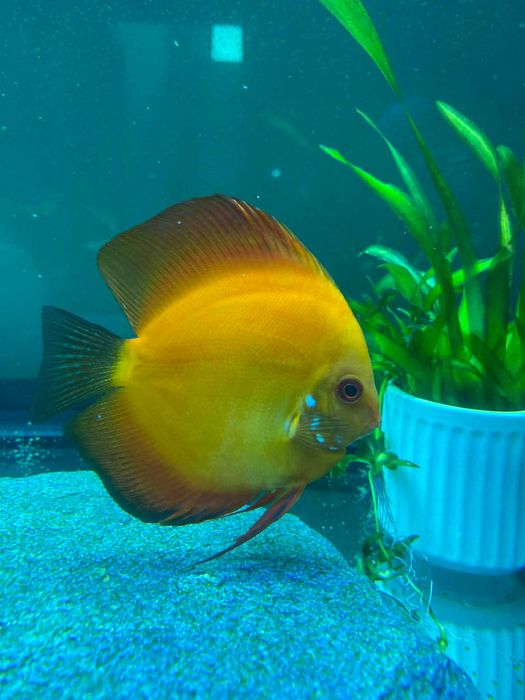 2 Discusi de vanzare Cluj Napoca la pret de 1