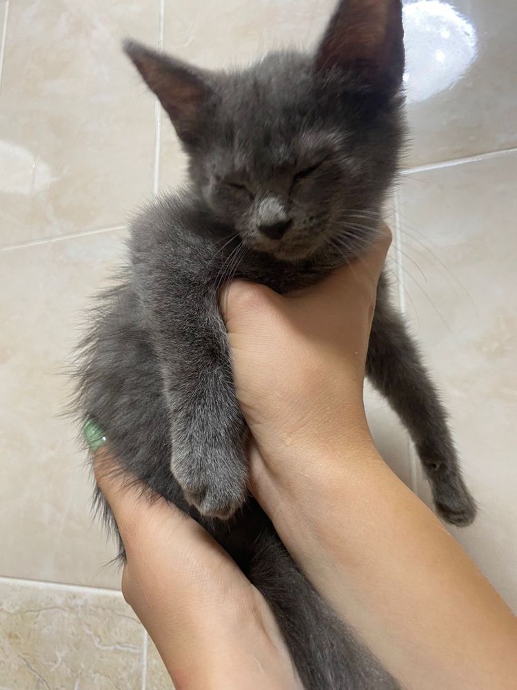 Отдам котят бесплатно