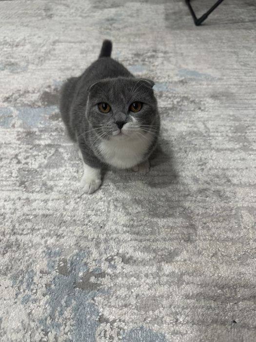 Шотландский вислоухий порода.