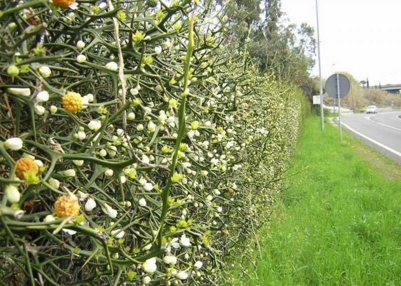 Див лимон (Poncirus trifoliata)