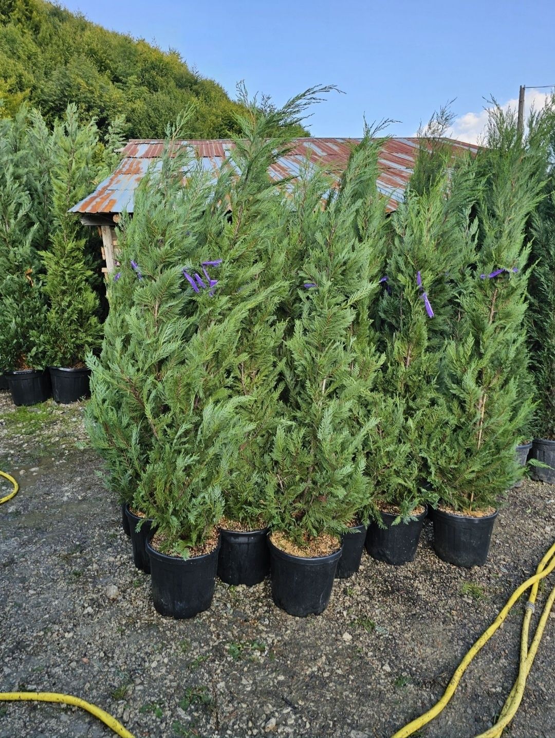 Leylandii 2.3m - 2.5m/ gard viu natural/ calitate extra