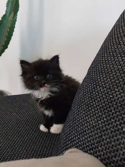 Siberiana de pădure