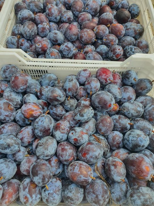 Vand Prune de tuica