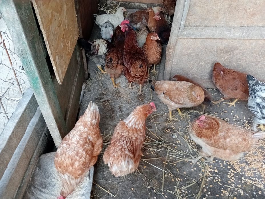 Găini. / Pui bio