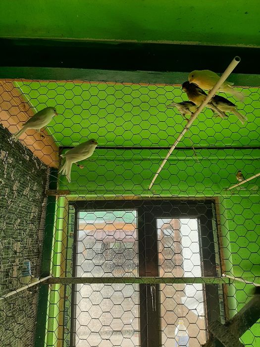 Canari femele rasa ORPHEUS