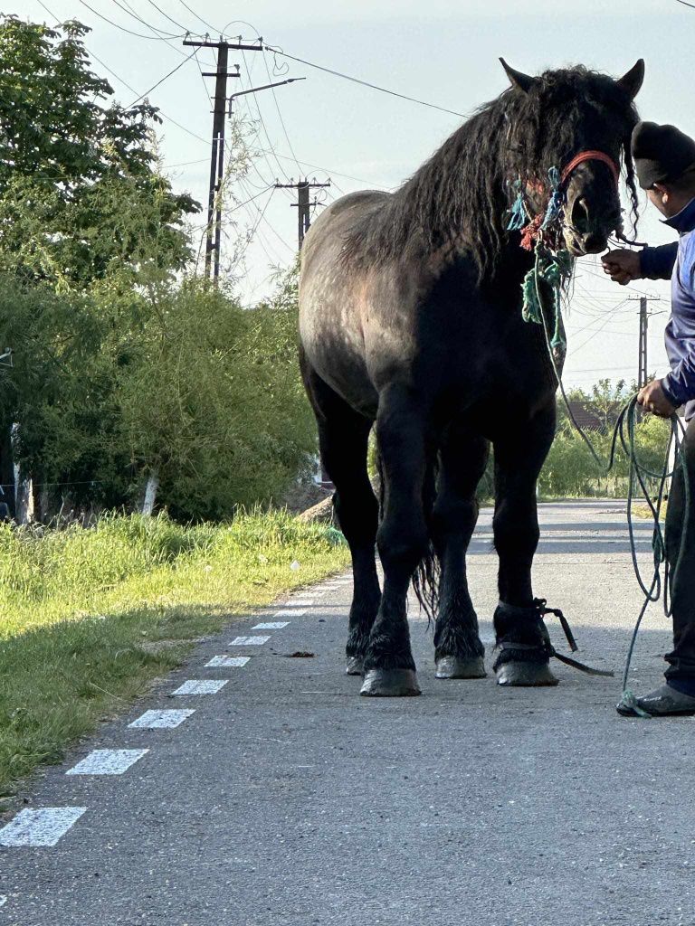 Un armăsar vindem sau schimb