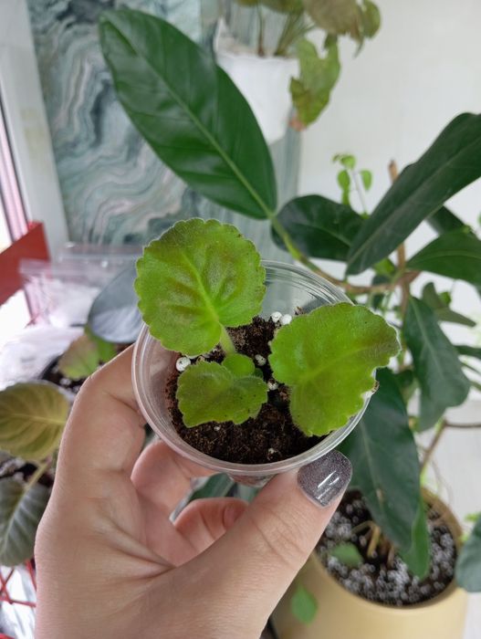 Детки сортовых фиалок