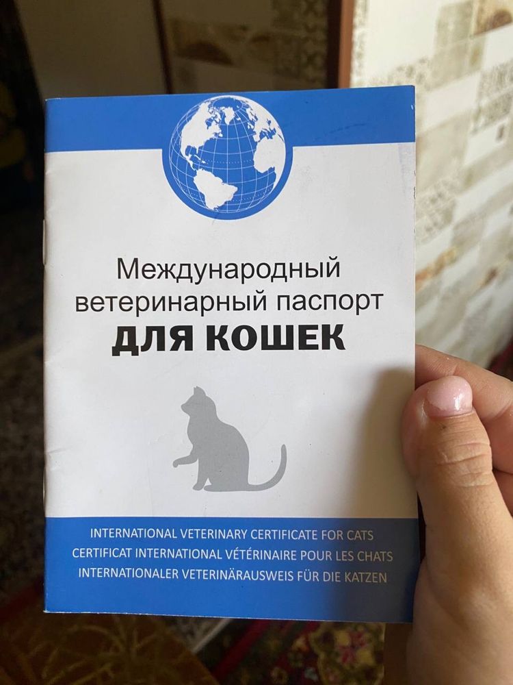Продается кошка скоттиш фолд