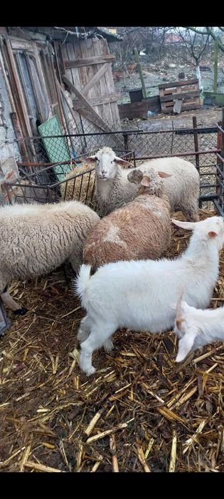 Агнета и ярета                     .