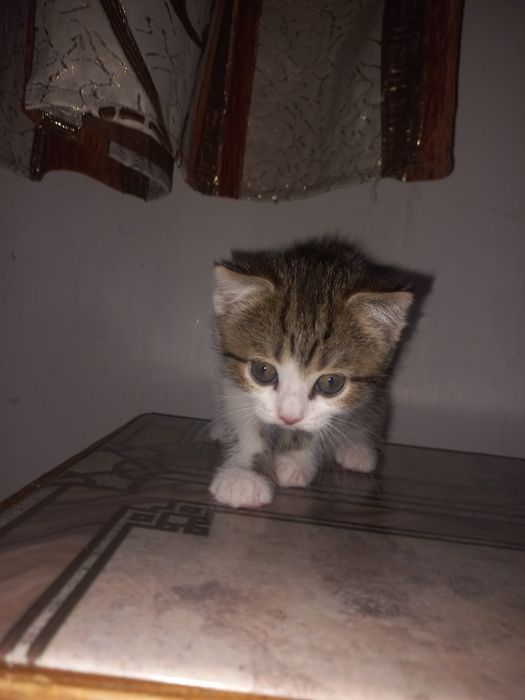 Кошка породистая